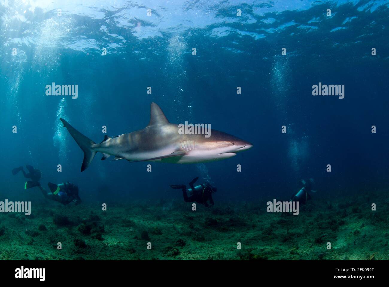 Requin de récif des Caraïbes (Carcharhinus perezi) natation à proximité d'un groupe de plongeurs Banque D'Images