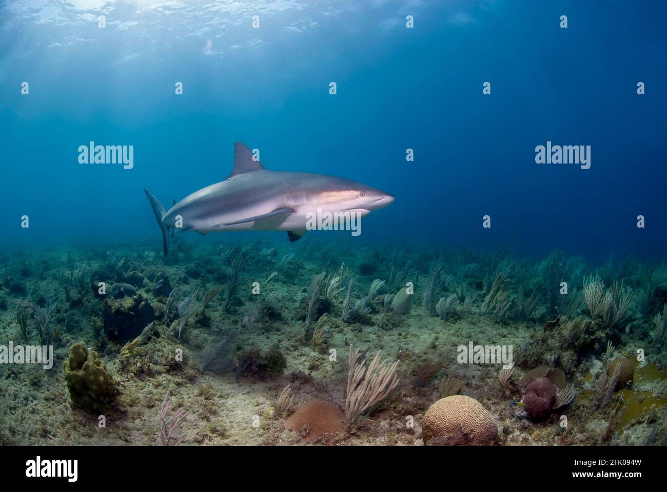 Carcharhinus perezi (requin de récif des Caraïbes) baignade à proximité du récif corallien Banque D'Images
