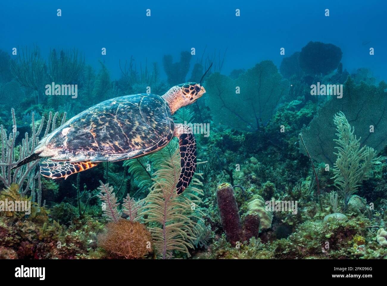 Tortue de mer nageant dans un magnifique et sain corail des Caraïbes récif Banque D'Images