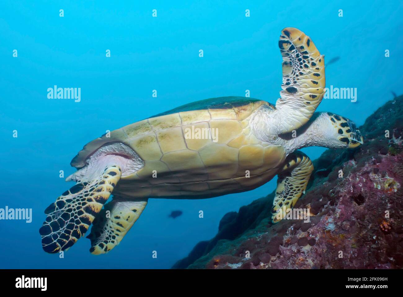 Tortue de mer (Eretmochelys imbricata) nageant près du récif Banque D'Images