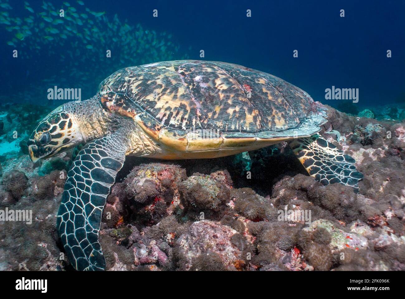 Tortue de mer (Eretmochelys imbricata) sur le dessus d'une bobine de corail des maldives Banque D'Images
