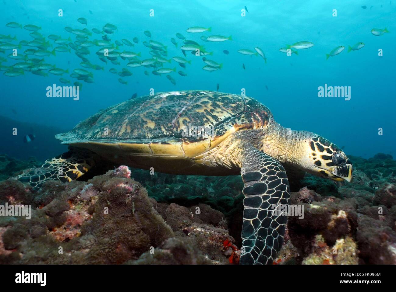 Tortue de mer (Eretmochelys imbricata) manger au sommet du récif Banque D'Images