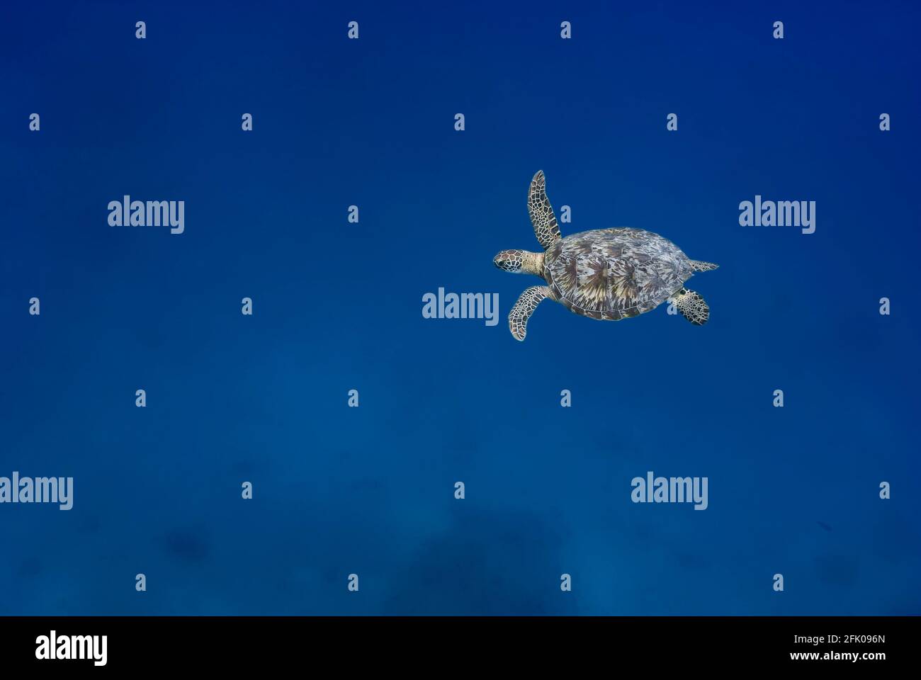 Tortue verte (Chelonia mydas) nageant dans le bleu Banque D'Images