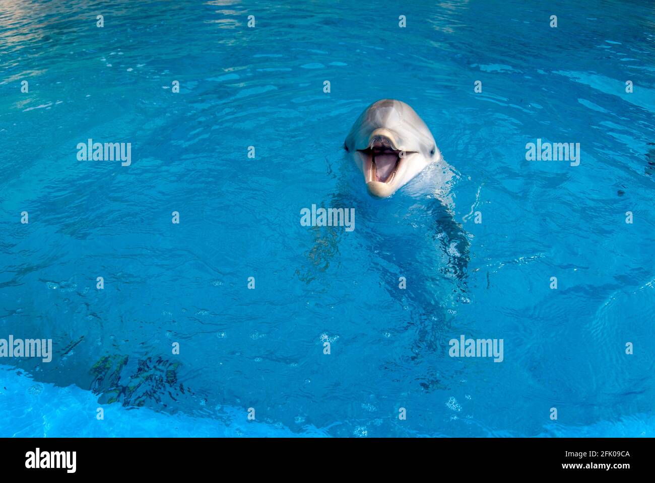 Un dauphin à la surface d'une piscine avec le bouche ouverte Banque D'Images