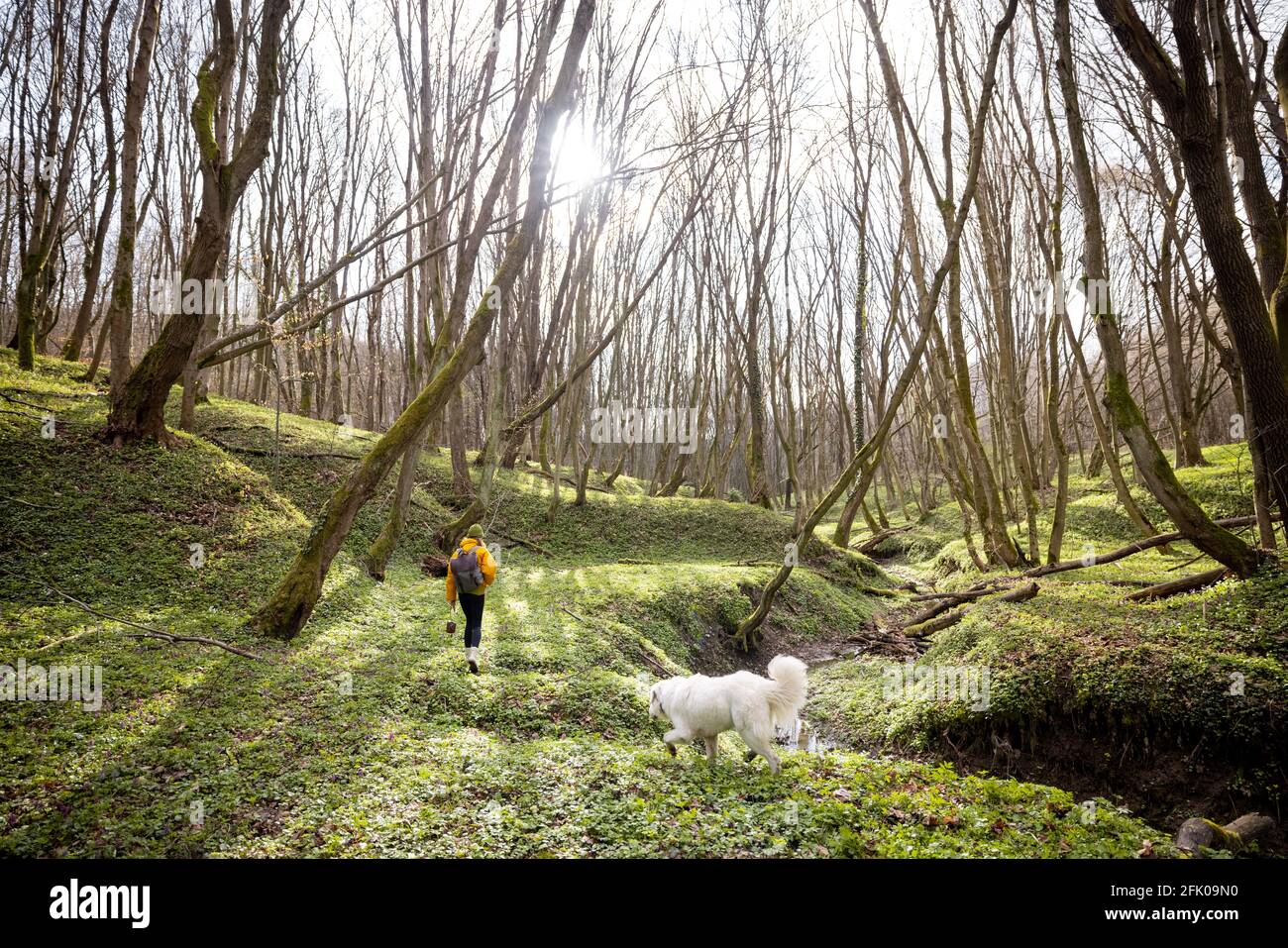 Une jeune femme en vêtements de randonnée et sac à dos passe du temps avec un grand chien blanc dans la forêt verte de printemps. Aime et explore la nature tranquille. Plan général. Banque D'Images