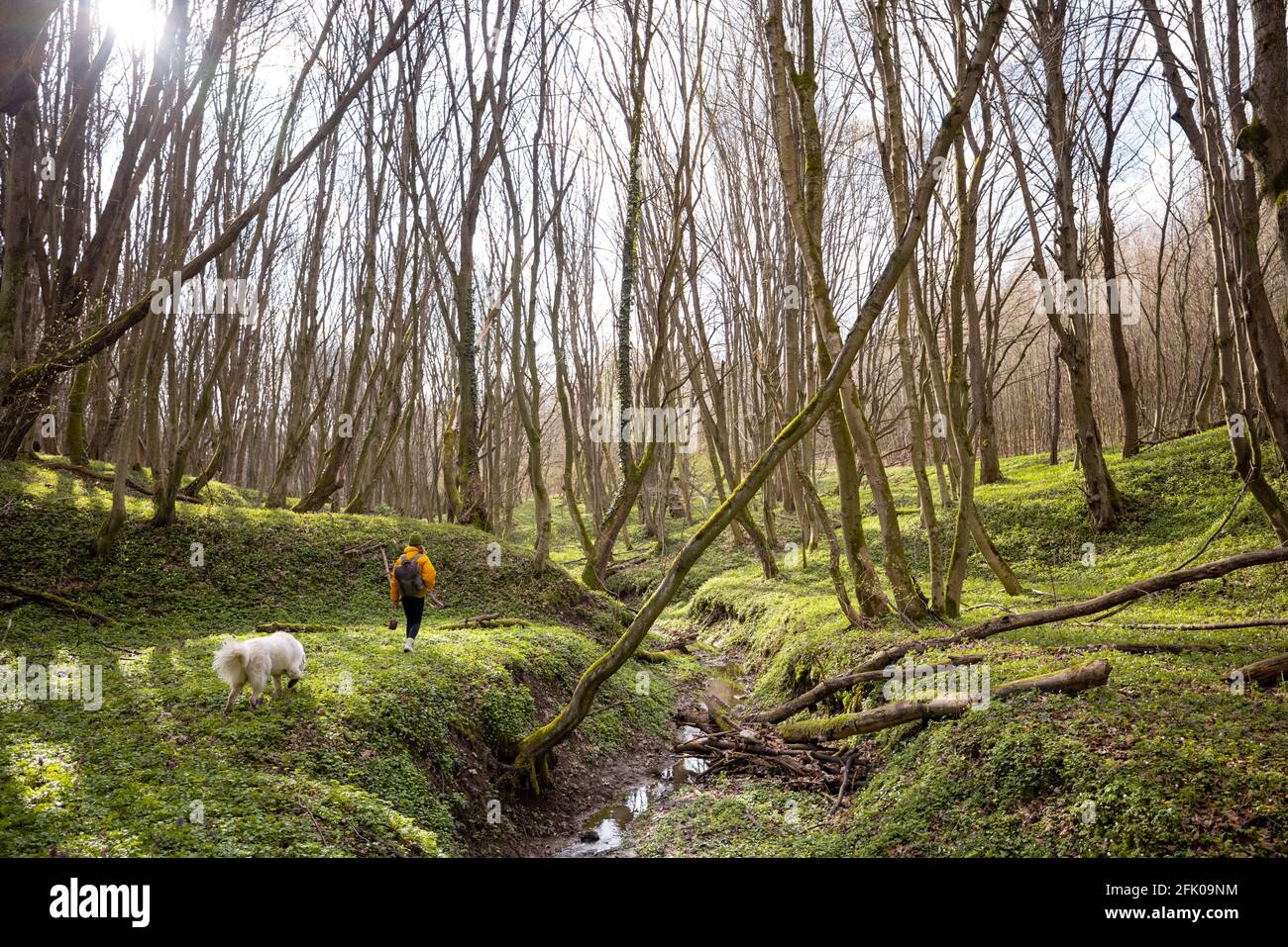 Une jeune femme en vêtements de randonnée et sac à dos passe du temps avec un grand chien blanc dans la forêt verte de printemps. Aime et explore la nature tranquille. Plan général. Banque D'Images