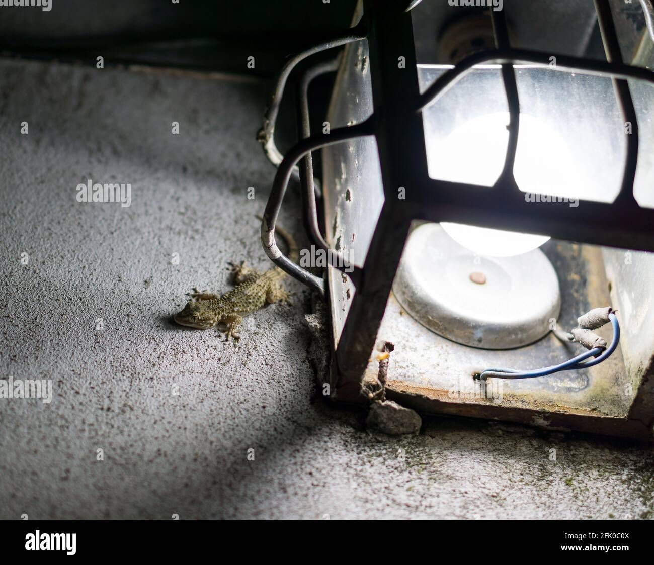 Animaux et insectes trouvés en Argentine Banque D'Images