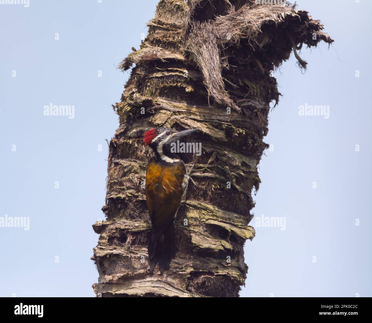 Un flamboback à rumpeed noire mâle (Diniopium benghalense), également connu sous le nom de pic à bois à dos doré moins élevé, est un pic à bois trouvé wi Banque D'Images