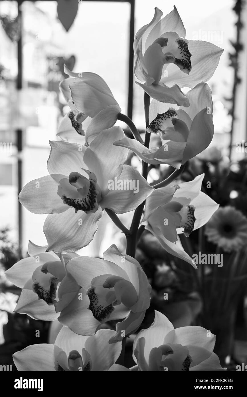 orchidée noire et blanche Banque D'Images
