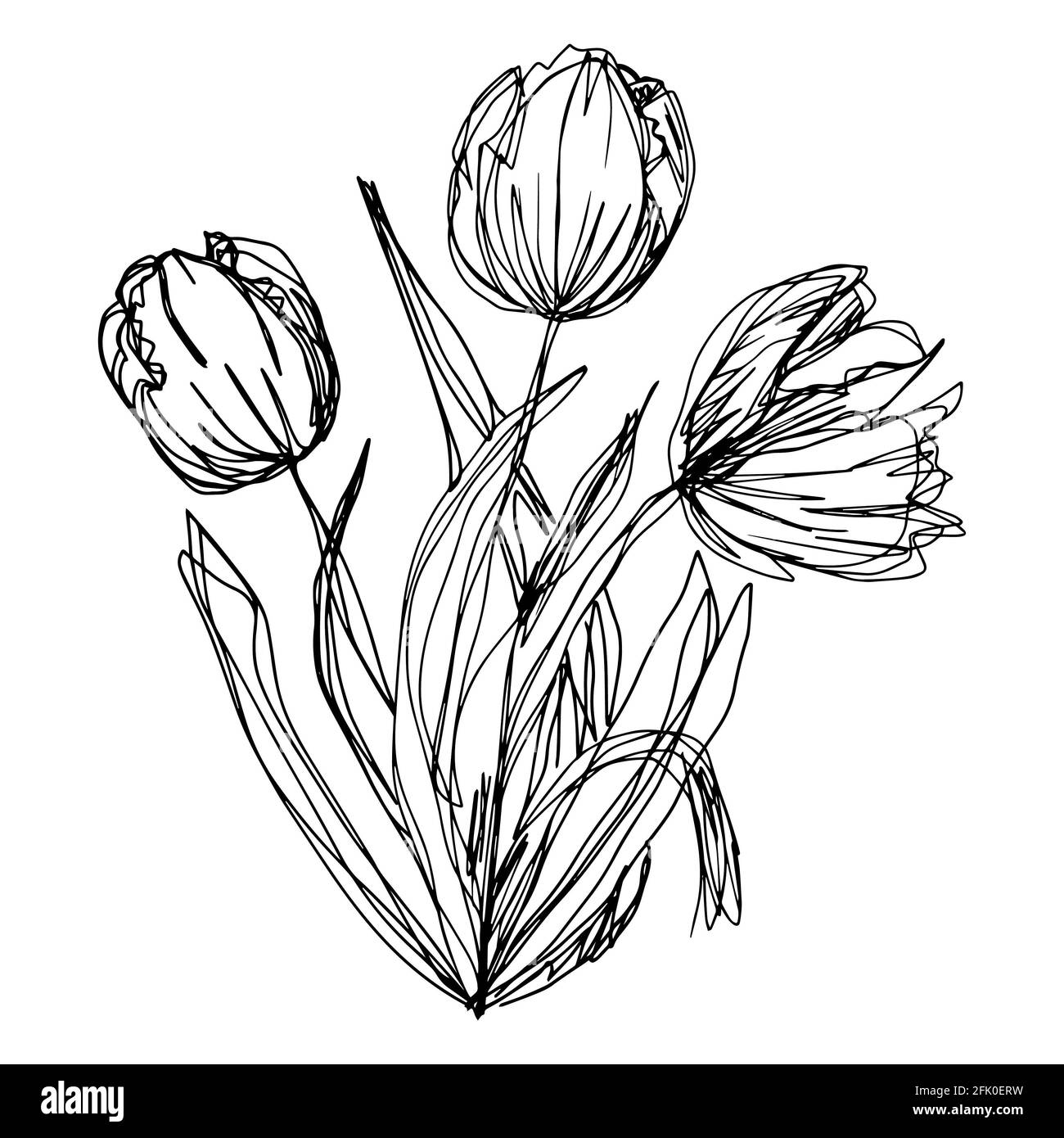 esquisse floristique botanique bouquet contour fleurs tulipes ouvert bourgeons et fermé avec des brindilles et des feuilles. Fleurs minimalistes isolées par vecteur Banque D'Images