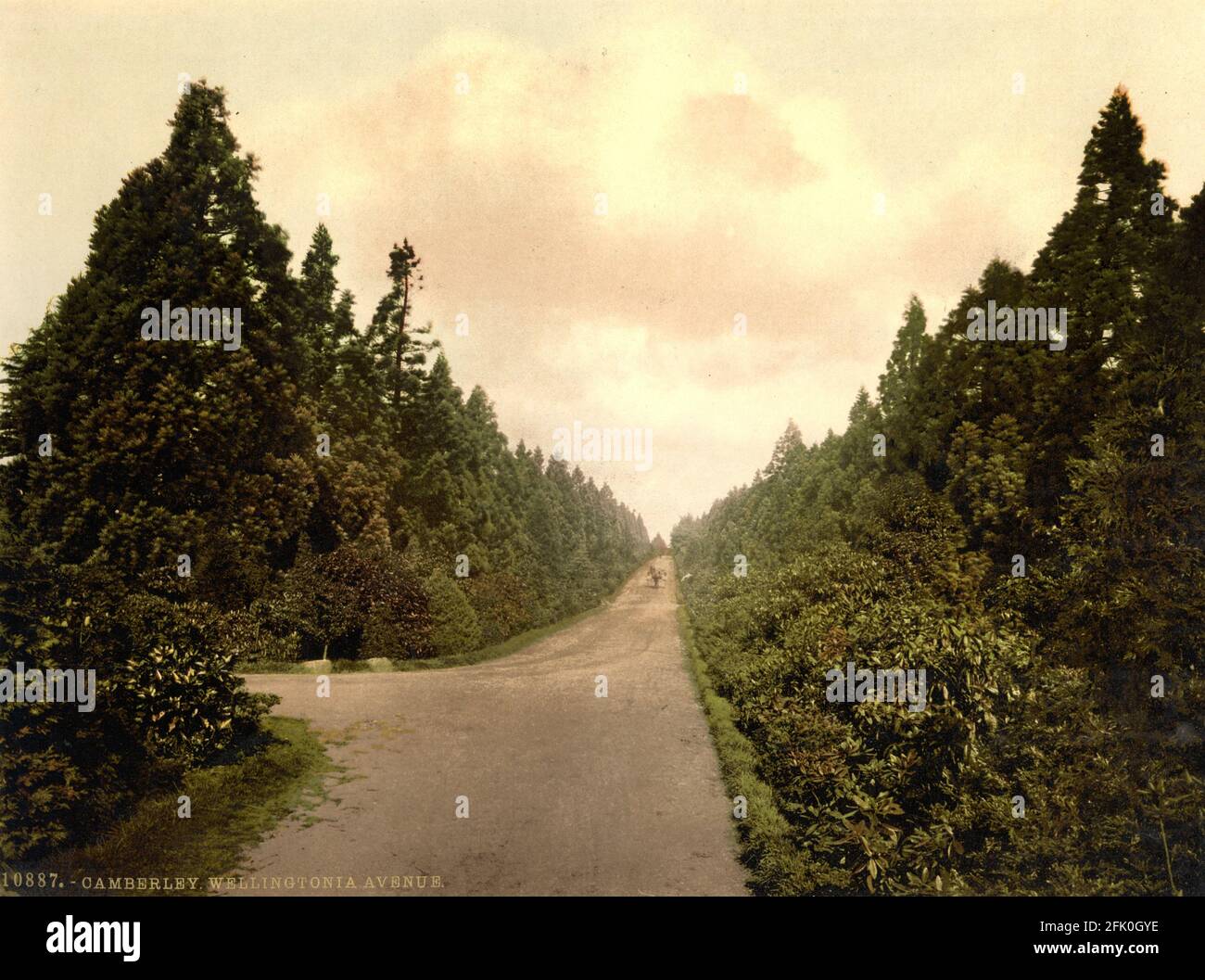 Avenue Wellingtonia, Camberley, Surrey vers 1890-1900 Banque D'Images