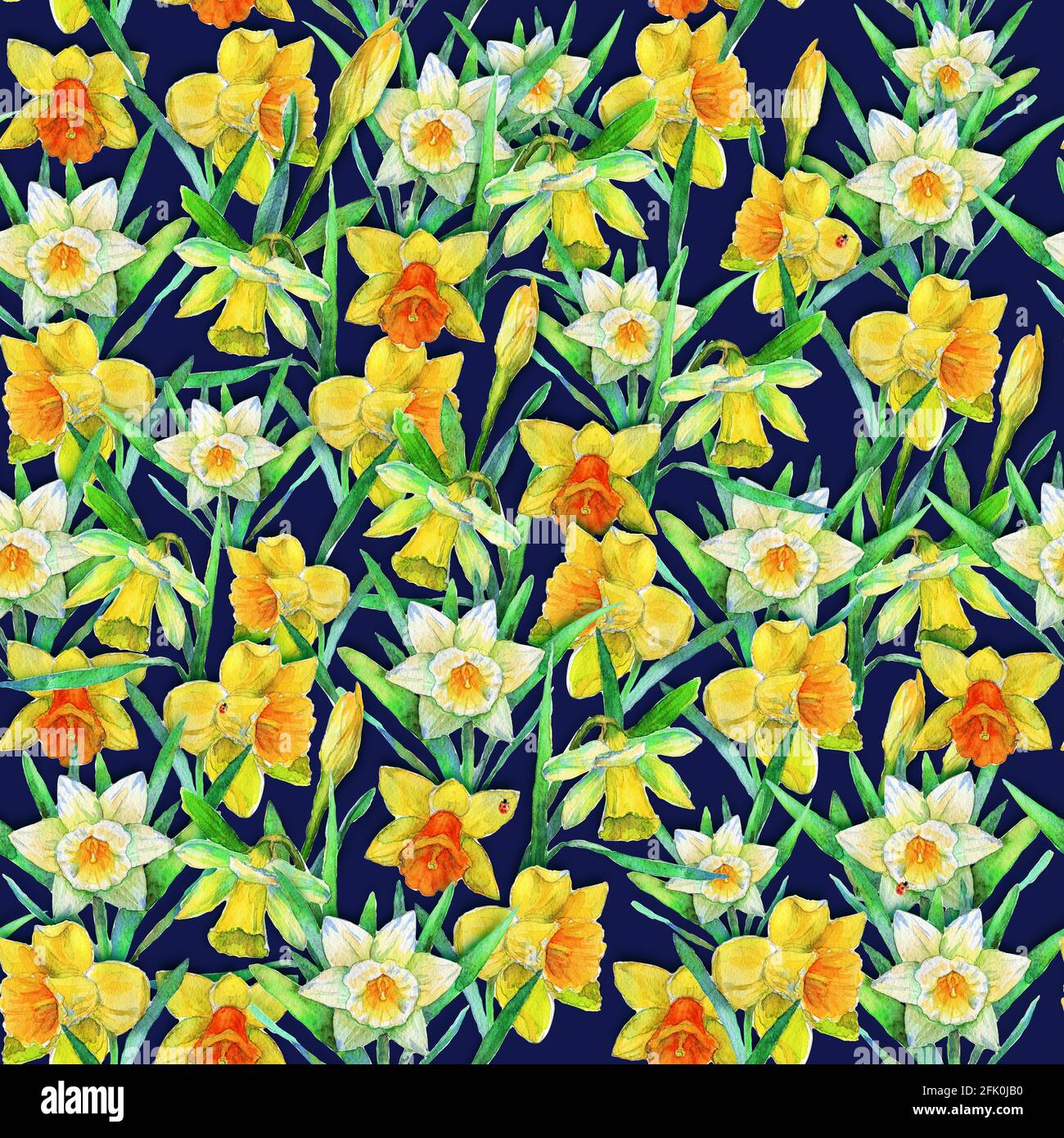 Dessin aquarelle - jonquilles orange-jaune et crème-blanc sur fond bleu foncé, motif répété sans couture pour l'impression sur les tissus et les cadeaux Banque D'Images