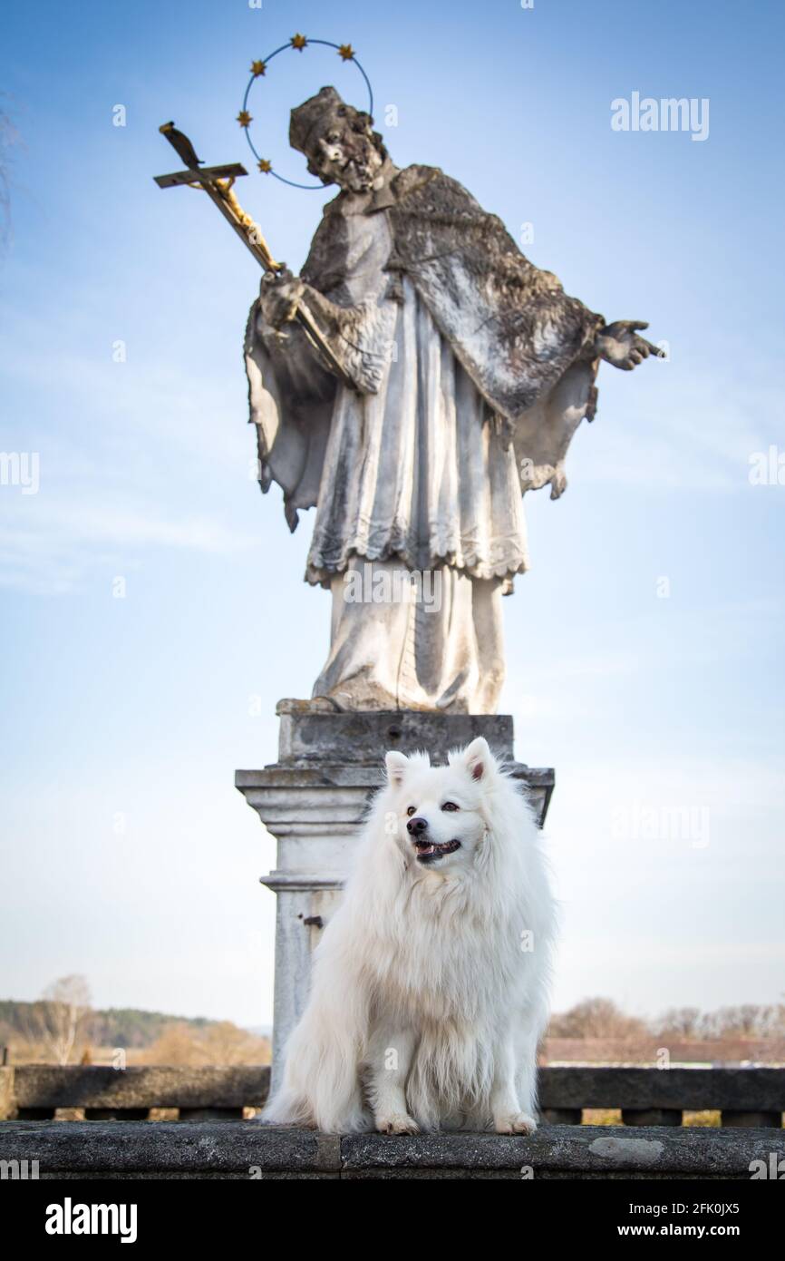 Spitz japonais blanc posé dans la ville de Weitra, Autriche. Photographie de chiens urbains Banque D'Images