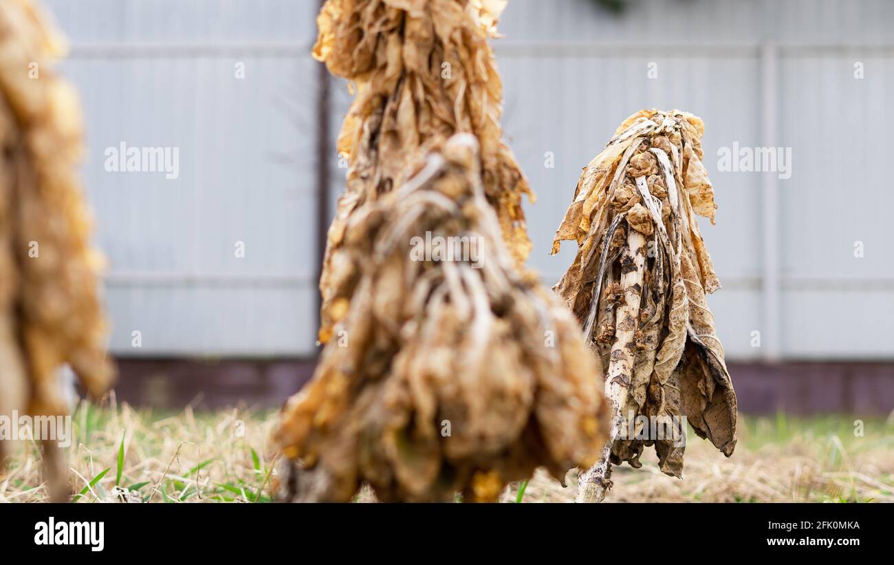 Choux de Bruxelles séchés sur une tige dans un potager parmi les plantes flétres Banque D'Images