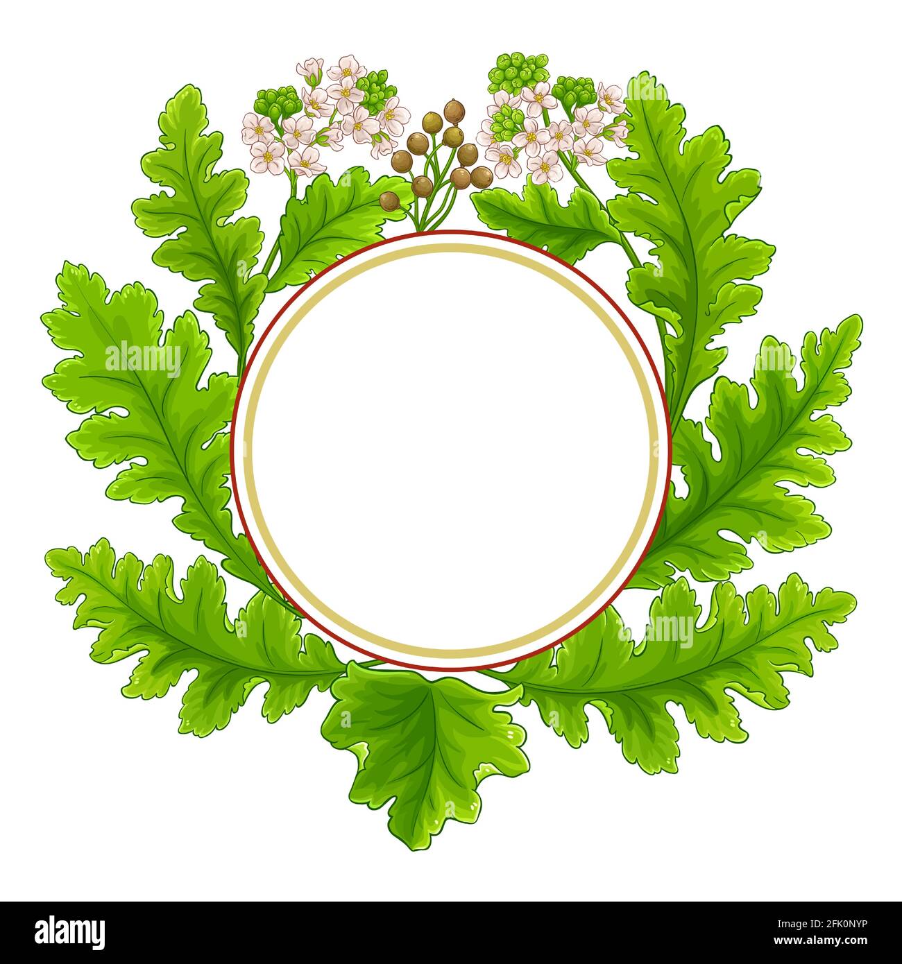 cadre vectoriel de cercle de plante crambe Illustration de Vecteur