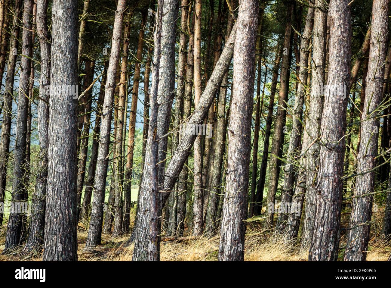 Détail des arbres, forêt de Stainburn Banque D'Images