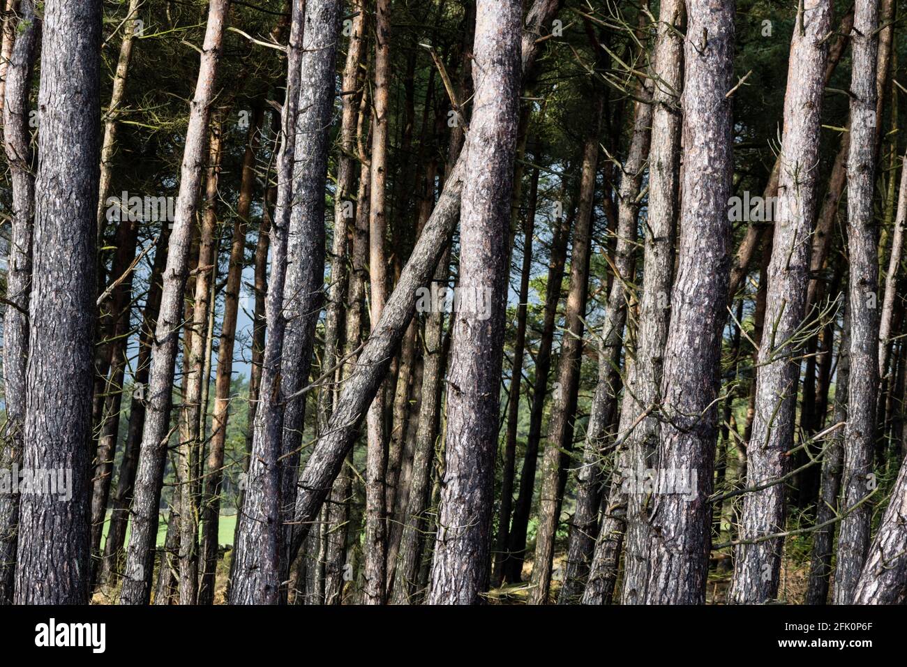 Détail des arbres, forêt de Stainburn Banque D'Images