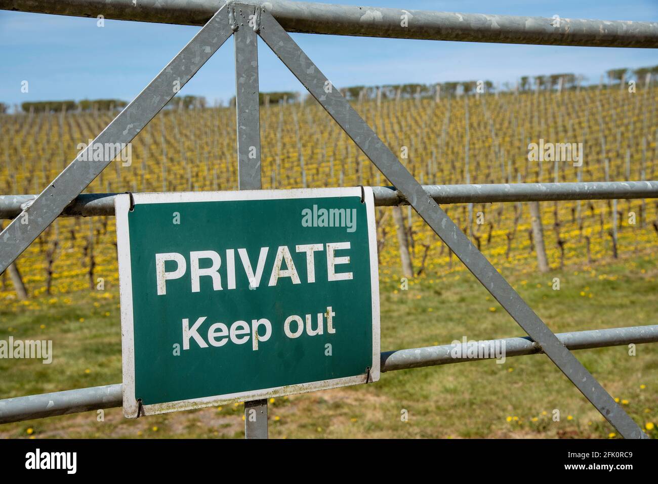 Leckford près de Stockbridge, Hampshire, Angleterre, Royaume-Uni. 2021. Vue sur le vignoble du domaine de Leckford au début du printemps, les vignes cultivées sont pour le vin mousseux Banque D'Images