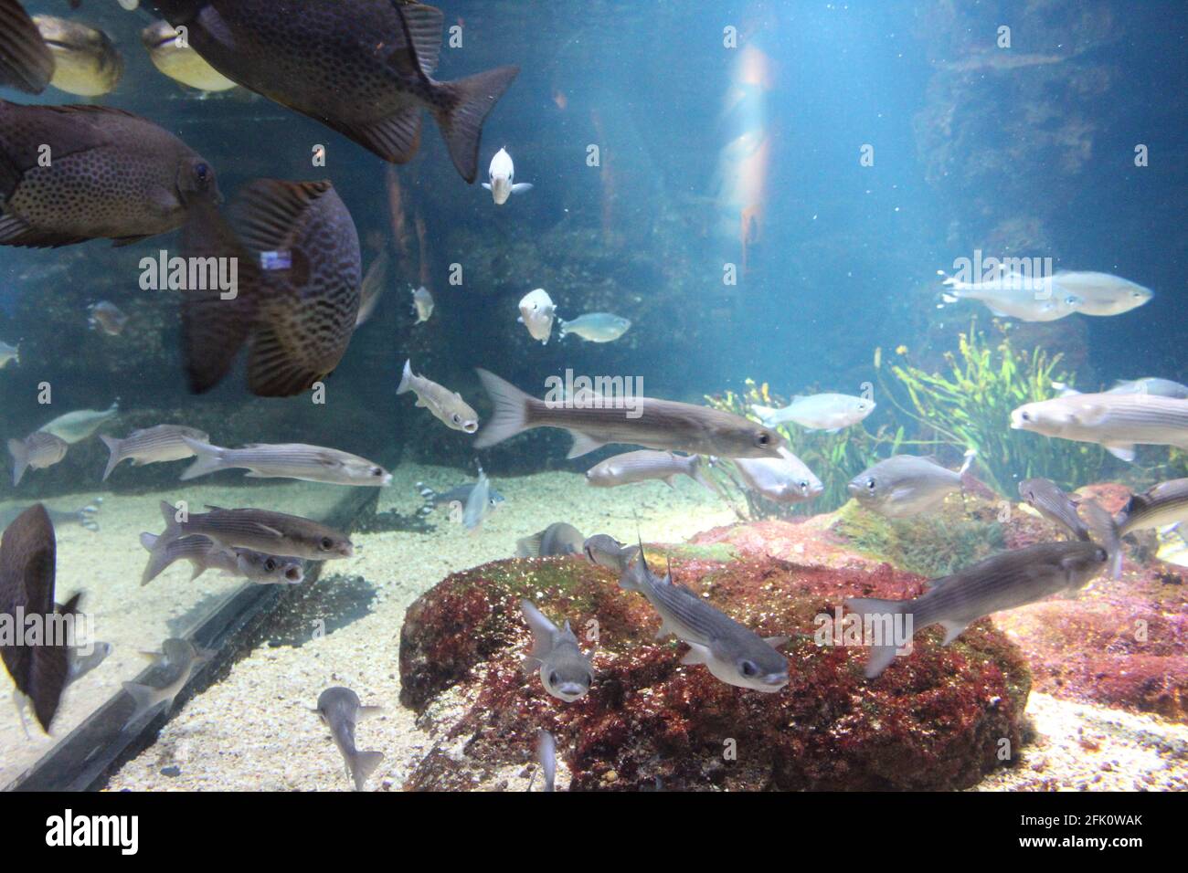 France, Aquarium Nausicaa de Boulogne sur Mer Banque D'Images