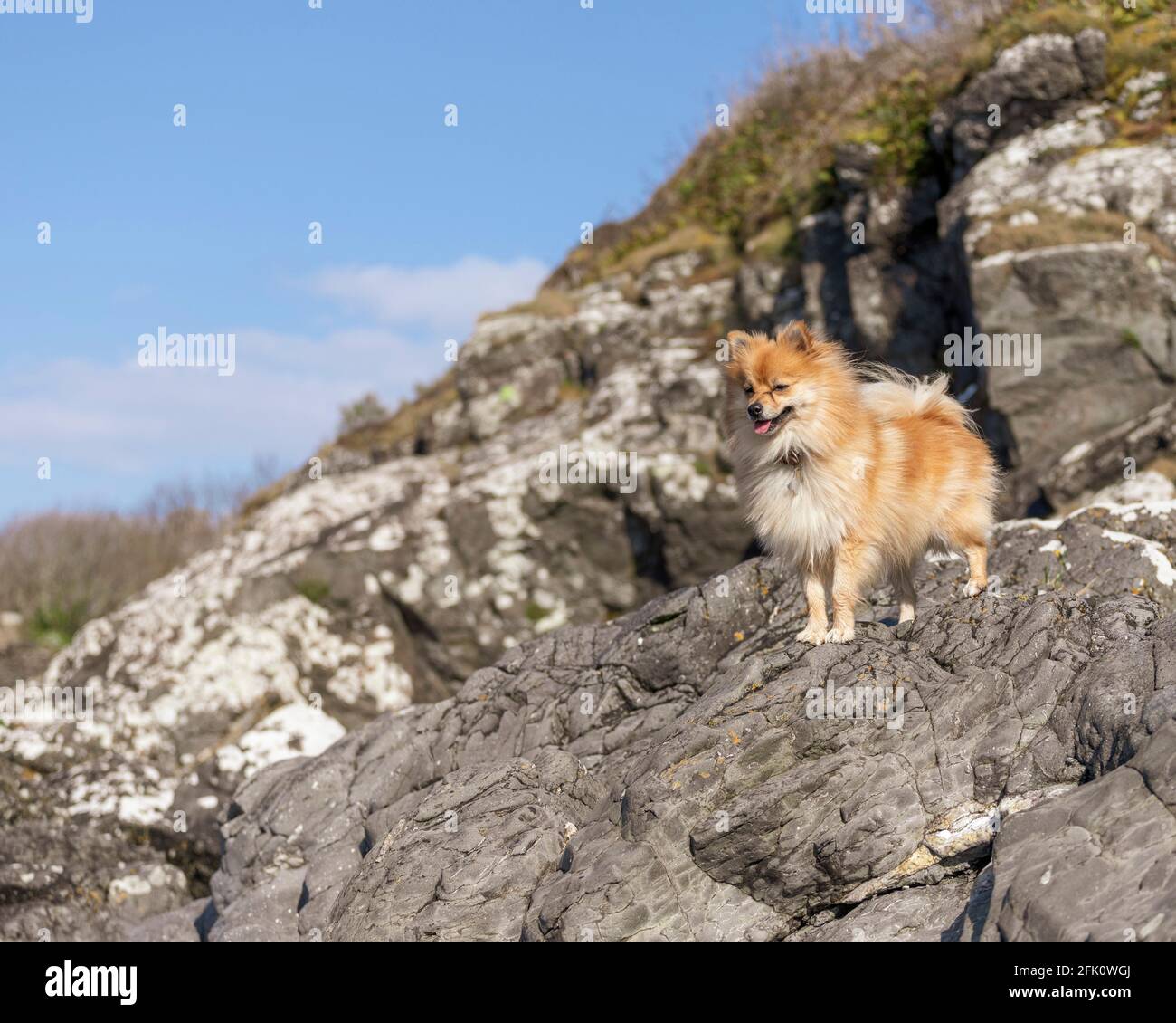 portrait d'animal de compagnie pomeranien extérieur au bord de la mer Banque D'Images