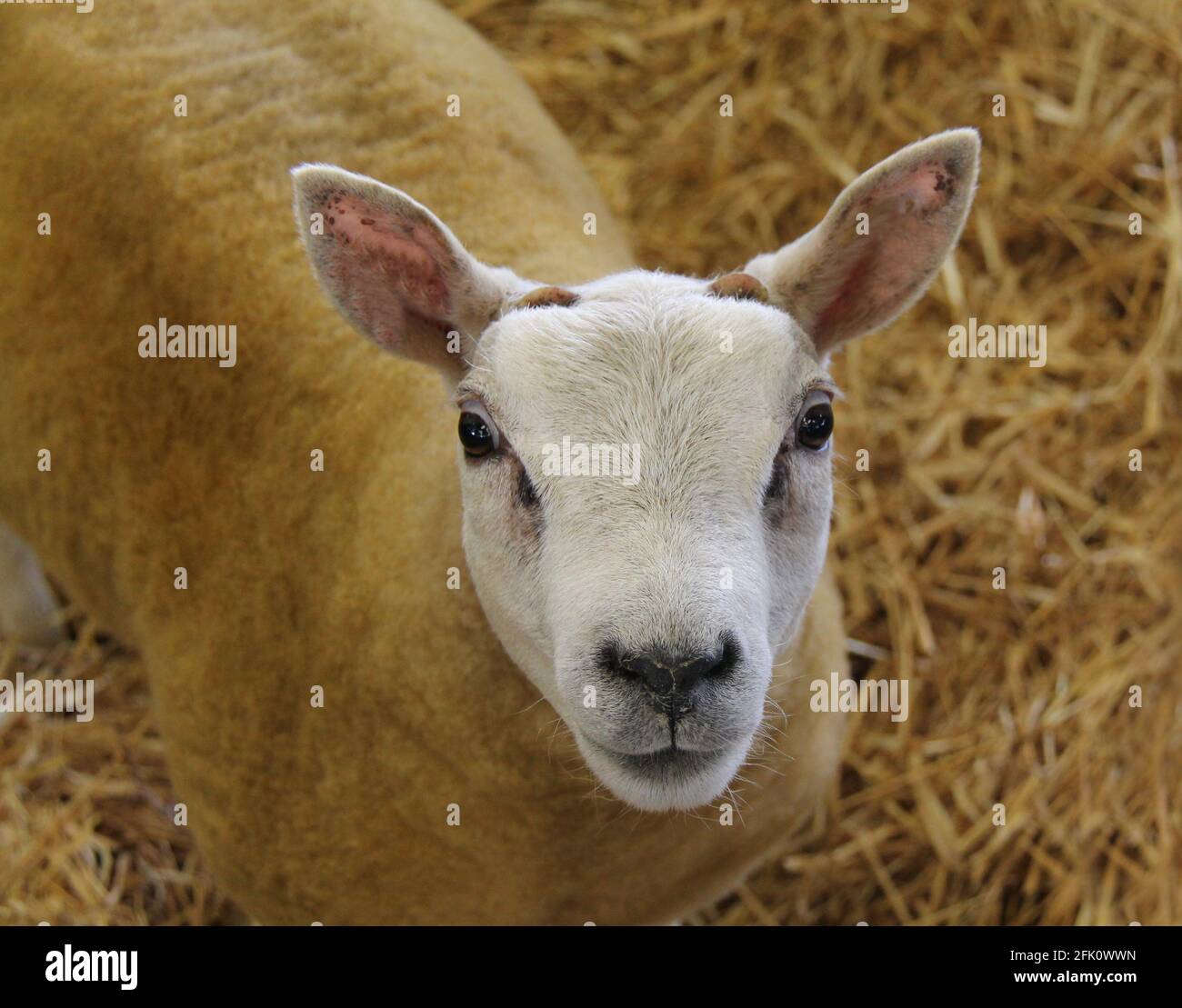 Le visage d'un animal de ferme de moutons Beltex Champion. Banque D'Images