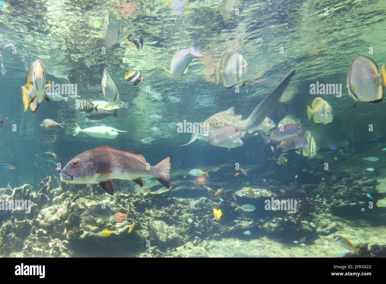 France, Aquarium Nausicaa de Boulogne sur Mer Banque D'Images