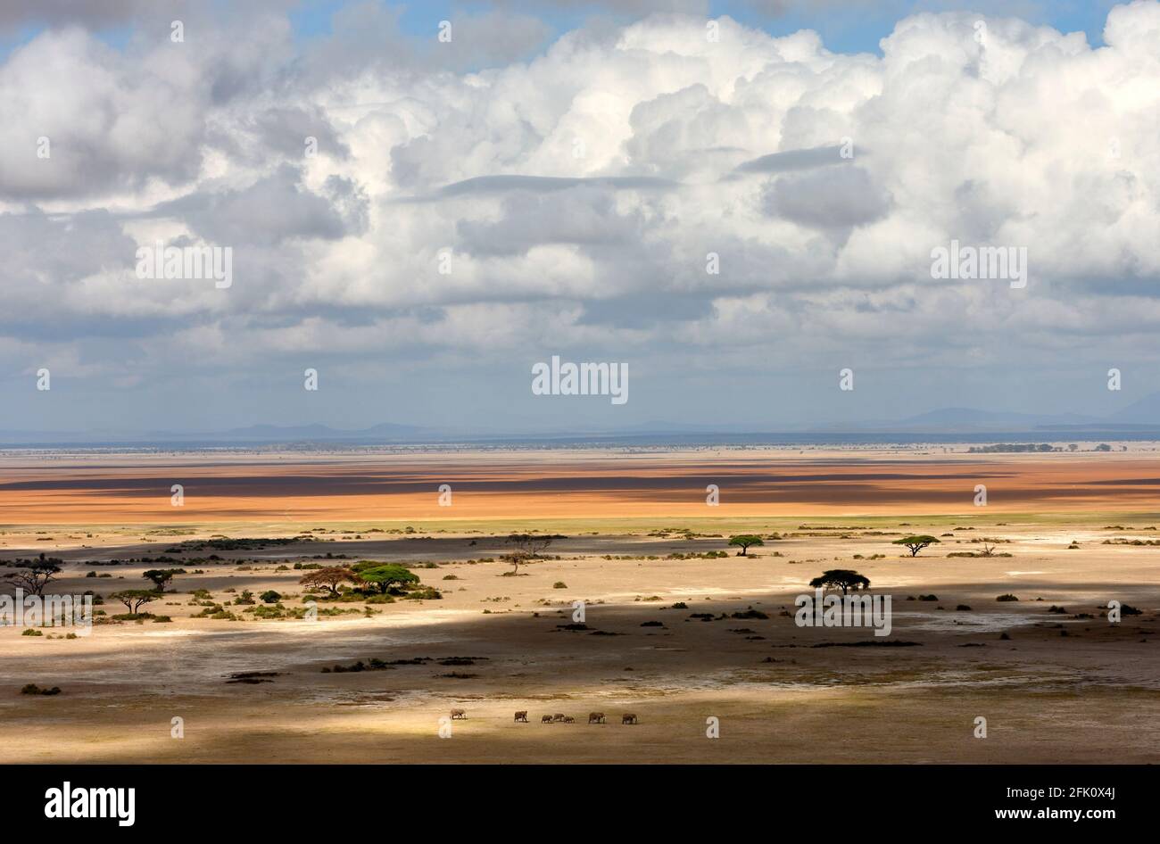 Un petit troupeau d'éléphants traversant le lac Amboseli nain par son échelle pendant la saison sèche. Banque D'Images