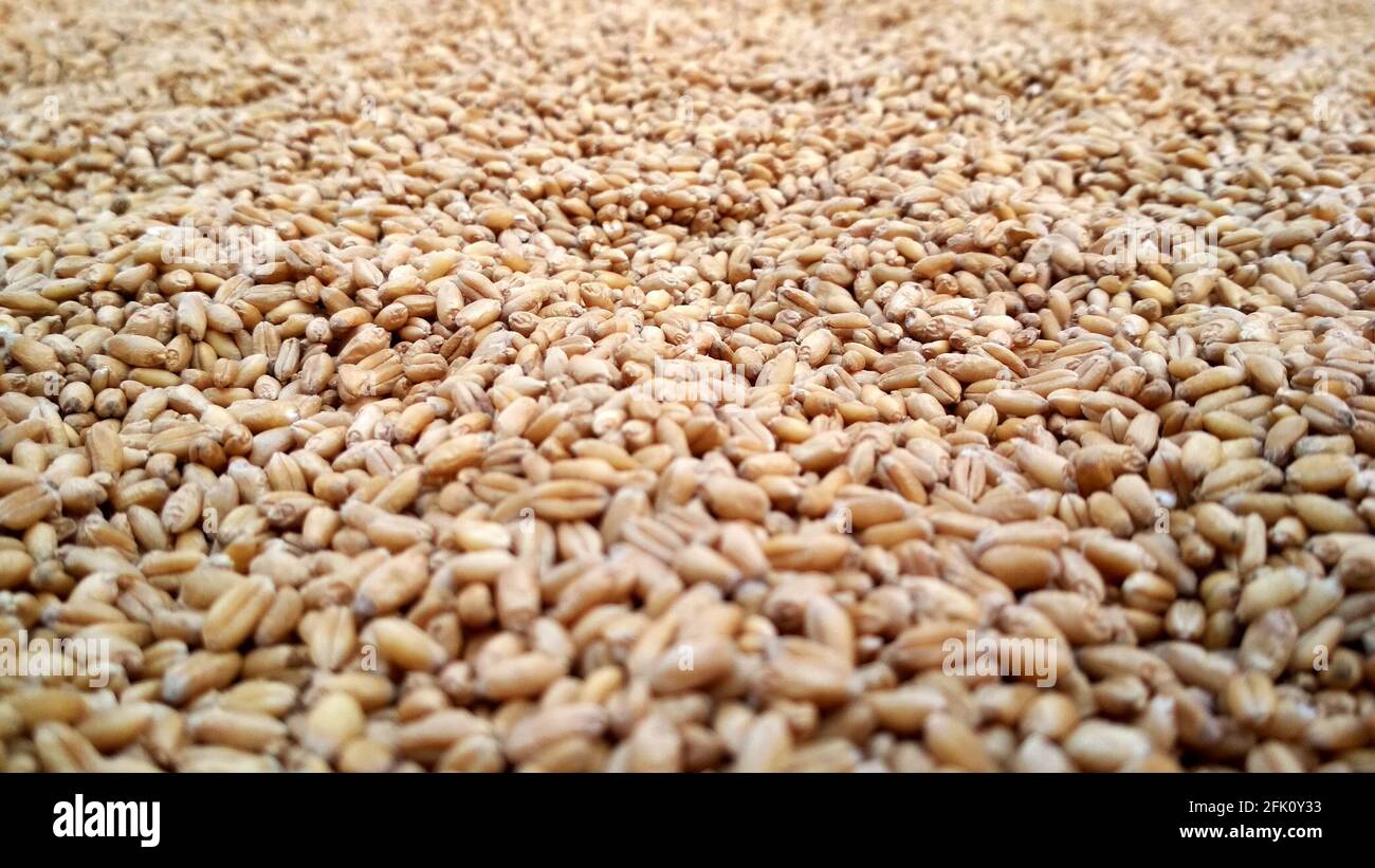 fond horizontal, texture du grain de blé, grain sec naturel sur toute l'image Banque D'Images