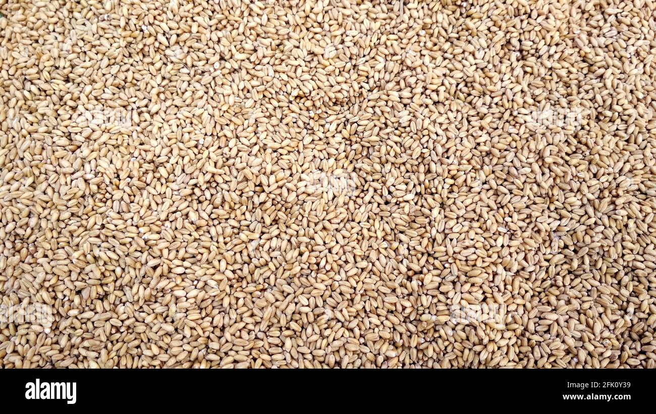 fond horizontal, texture du grain de blé, grain sec naturel sur toute l'image Banque D'Images