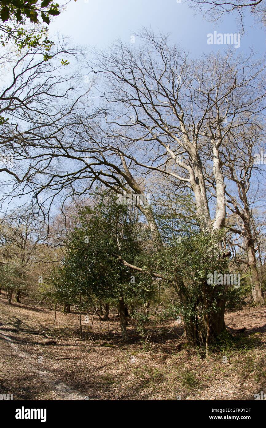 Arbres de printemps Nouvelle forêt Banque D'Images