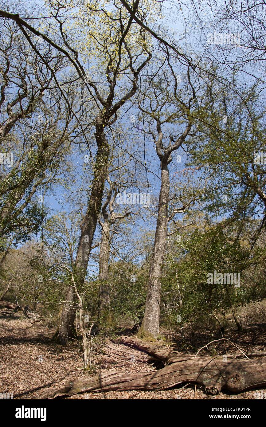 Arbres de printemps Nouvelle forêt Banque D'Images