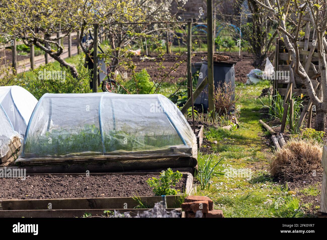 Protection des plantes jardin cloche tunnel dans un lotissement dans le jardin communautaire au Palais des évêques, Wells, Somerset, Angleterre, Royaume-Uni Banque D'Images