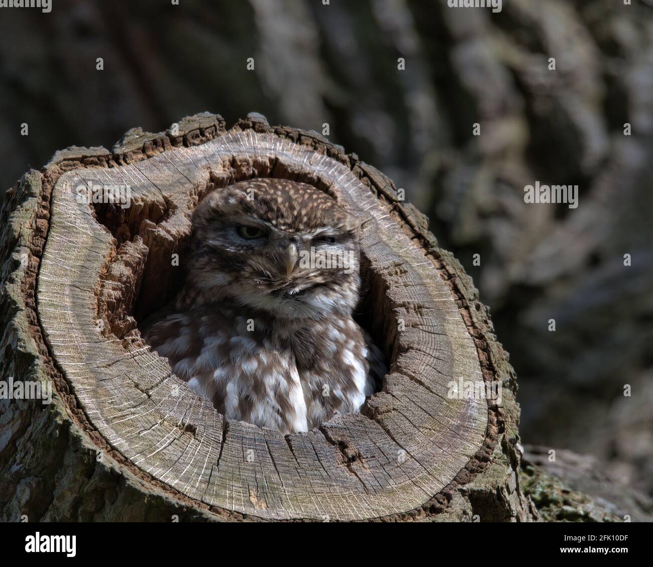 Petit Hibou Banque D'Images