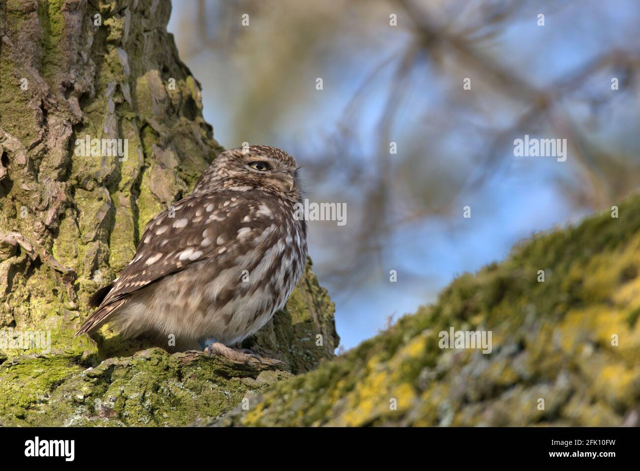 Petit Hibou Banque D'Images