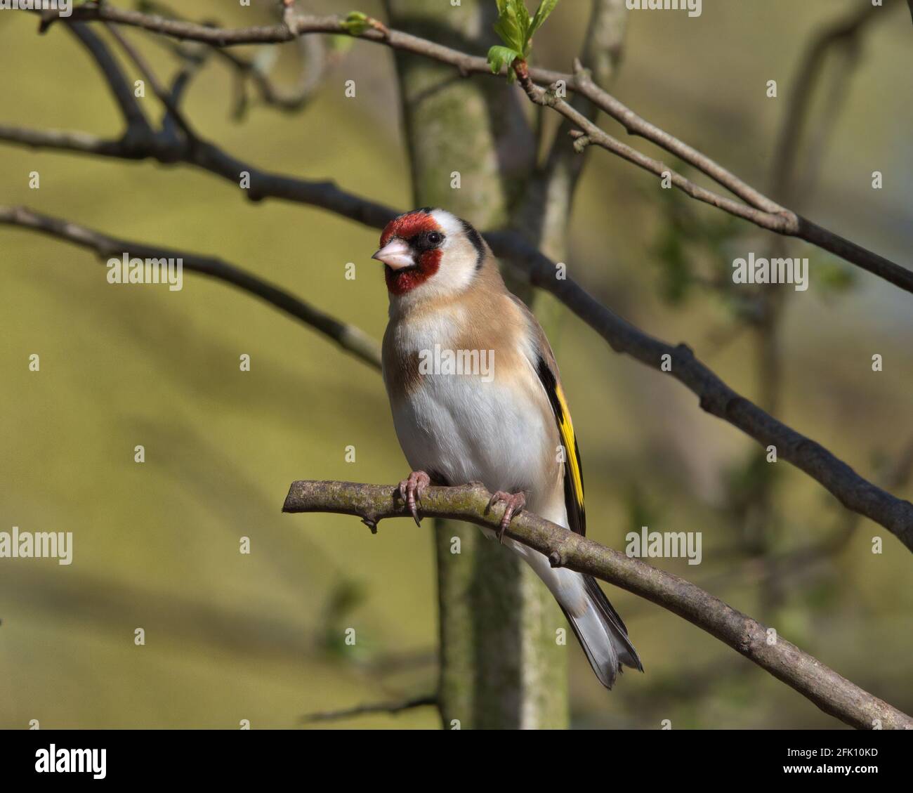 Européen goldfinch, C. carduelis. Banque D'Images