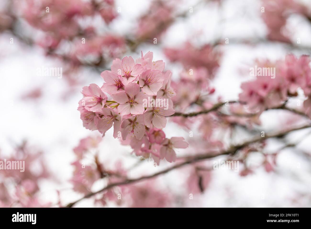 Gros plan de Prunus Sargentii Sargent rose fleur de cerisier Au printemps au Royaume-Uni Banque D'Images