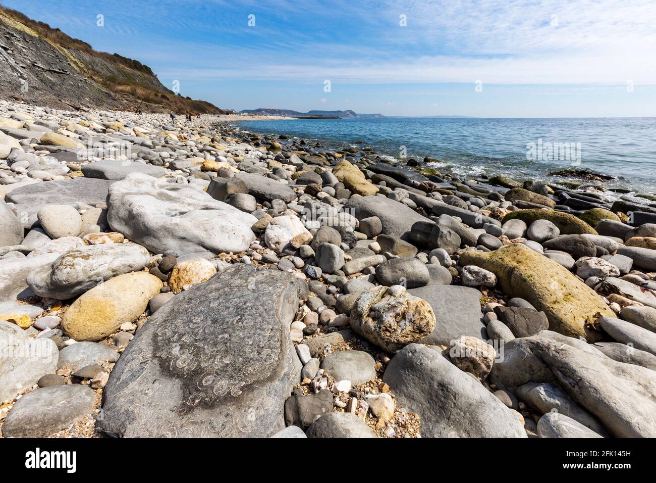 Fossilisé Ammonites sur Monmouth Beach avec Lyme Regis dans la distance, Dorset, Angleterre Banque D'Images