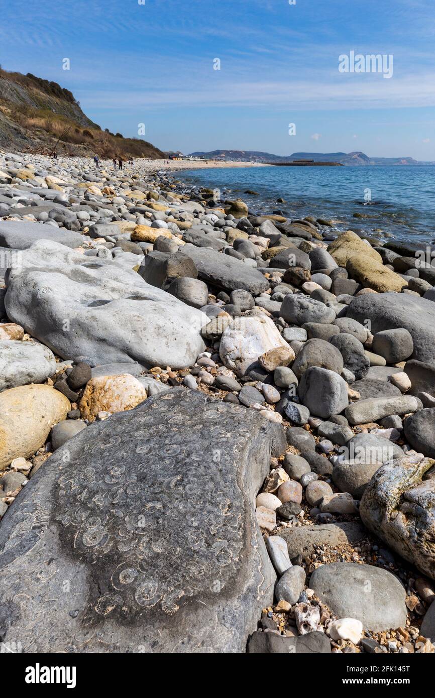 Fossilisé Ammonites sur Monmouth Beach avec Lyme Regis dans la distance, Dorset, Angleterre Banque D'Images