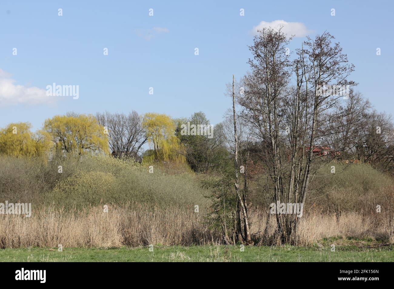 Zone de Riperian au Tegeler Fließ près de Schildow au printemps Banque D'Images