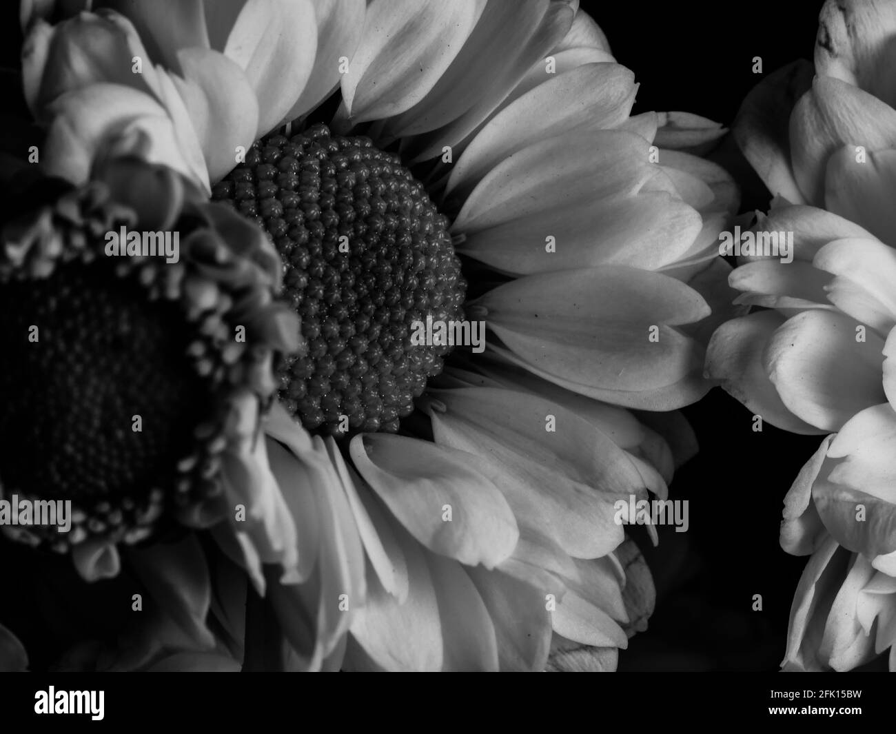 Une belle photo en noir et blanc de guirlande dans un jardin, mise au point sélective, DOF, macro Banque D'Images