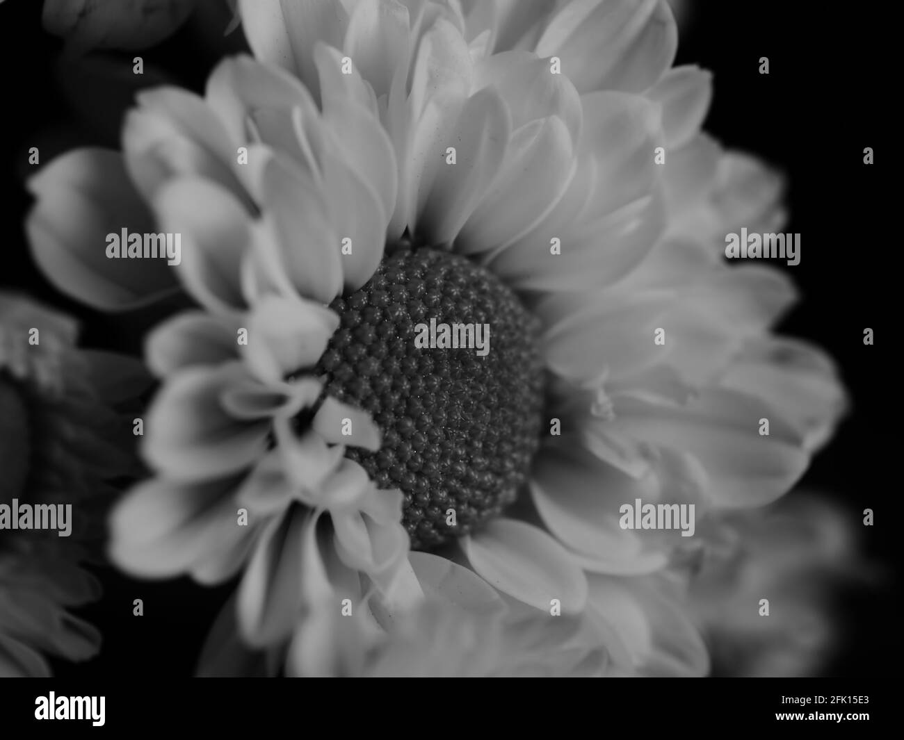 Une belle photo en noir et blanc de guirlande dans un jardin, mise au point sélective, DOF, macro Banque D'Images