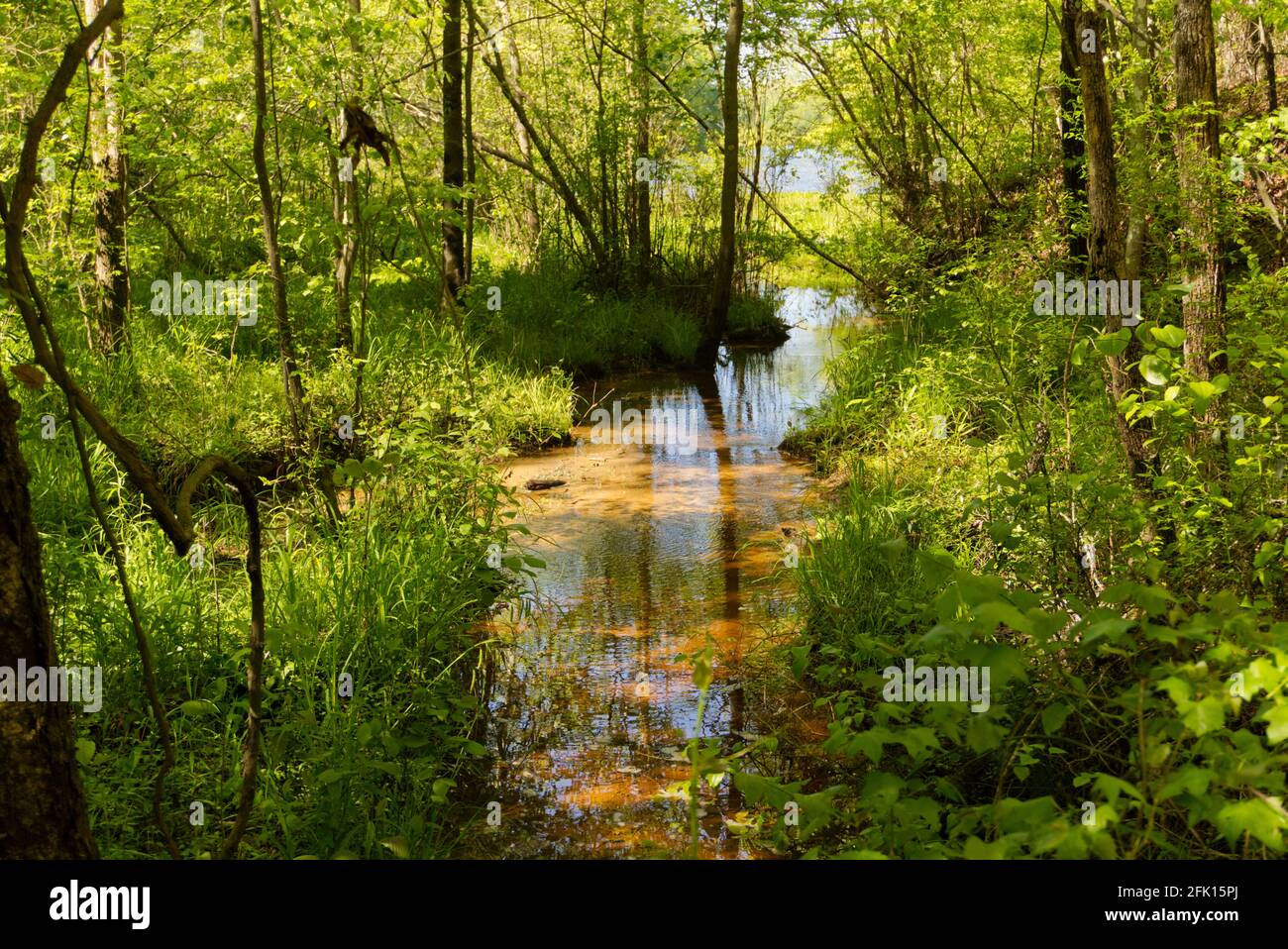 Ruisseau qui à travers la forêt Banque D'Images