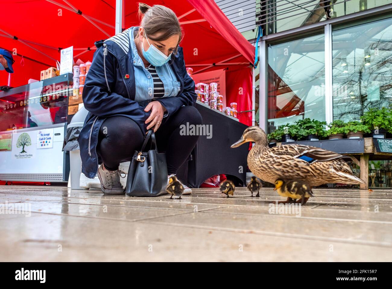 Alnwick, Northumberland, Royaume-Uni. 27 avril 2021. Ce matin, une mère canard et ses canetons ont cherché refuge au centre de l'usine de jardin d'Alnwick pendant une descente crédit: Andrew Hasson/Alay Live News Banque D'Images