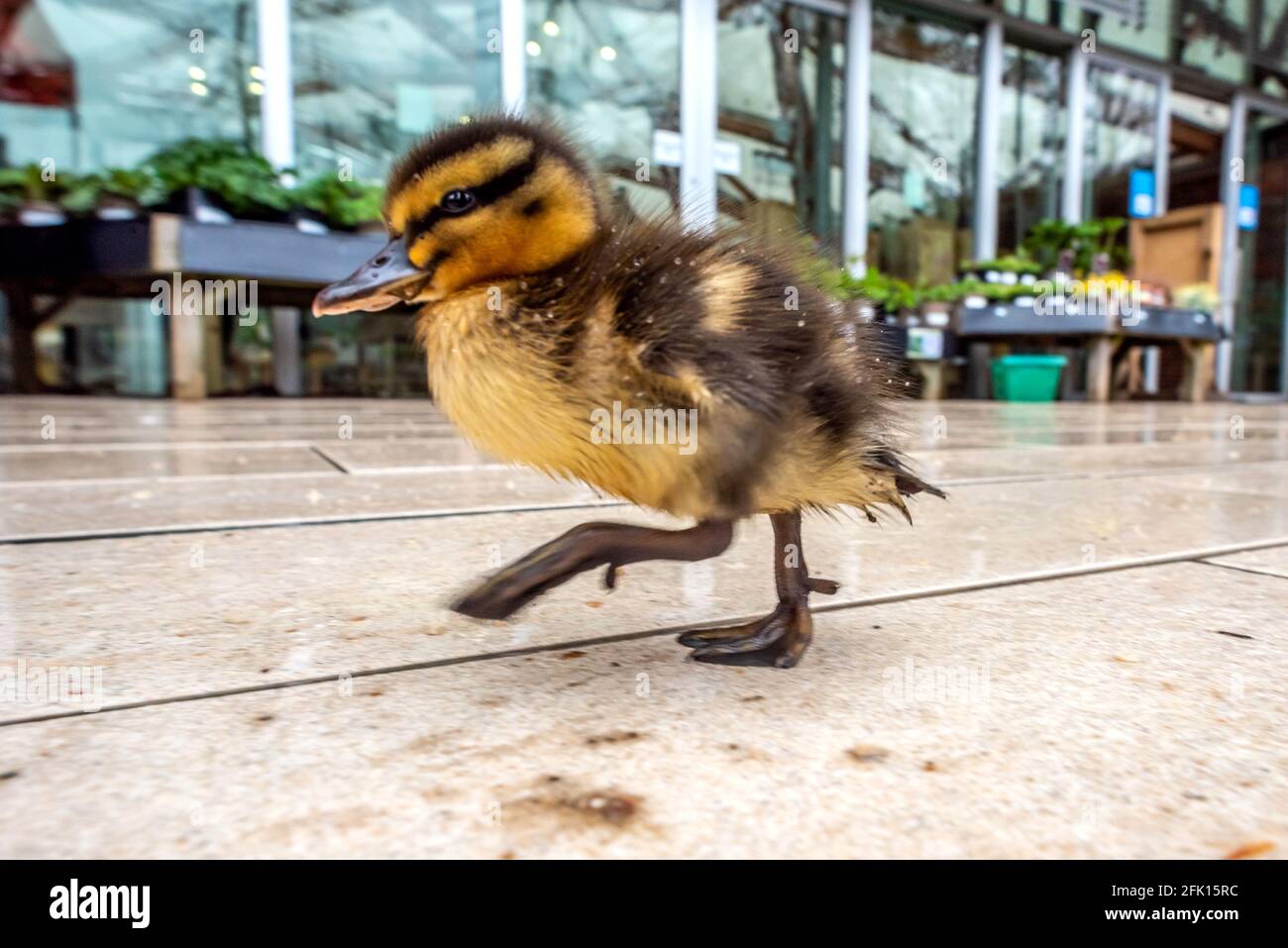 Alnwick, Northumberland, Royaume-Uni. 27 avril 2021. Ce matin, une mère canard et ses canetons ont cherché refuge au centre de l'usine de jardin d'Alnwick pendant une descente crédit: Andrew Hasson/Alay Live News Banque D'Images