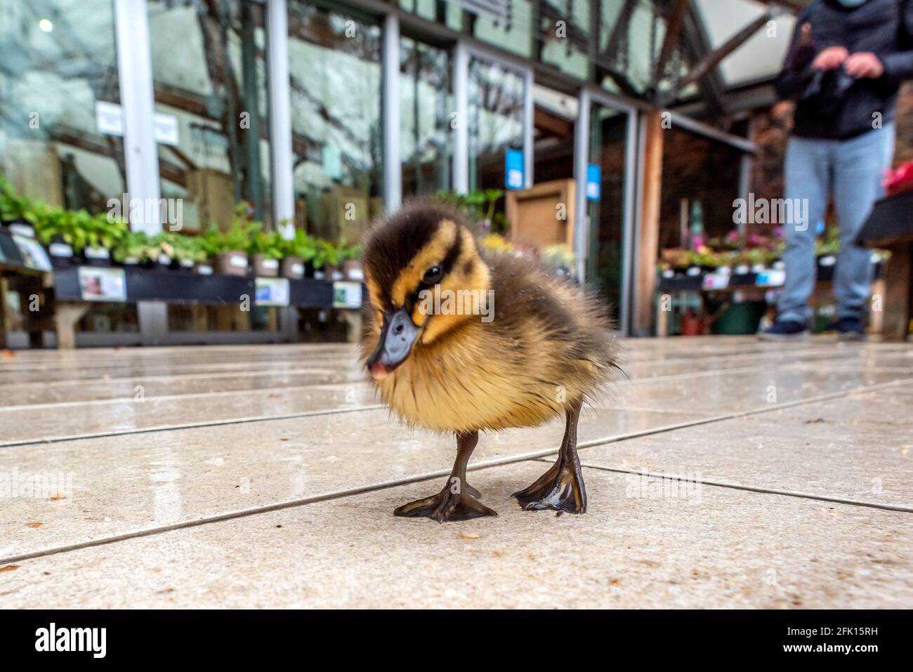 Alnwick, Northumberland, Royaume-Uni. 27 avril 2021. Ce matin, une mère canard et ses canetons ont cherché refuge au centre de l'usine de jardin d'Alnwick pendant une descente crédit: Andrew Hasson/Alay Live News Banque D'Images
