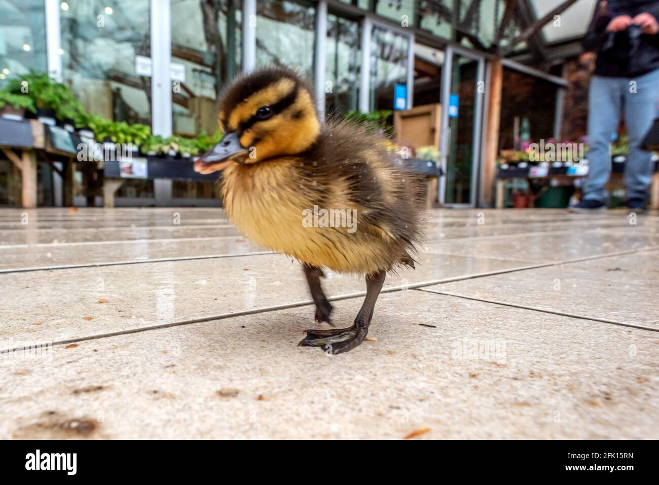 Alnwick, Northumberland, Royaume-Uni. 27 avril 2021. Ce matin, une mère canard et ses canetons ont cherché refuge au centre de l'usine de jardin d'Alnwick pendant une descente crédit: Andrew Hasson/Alay Live News Banque D'Images