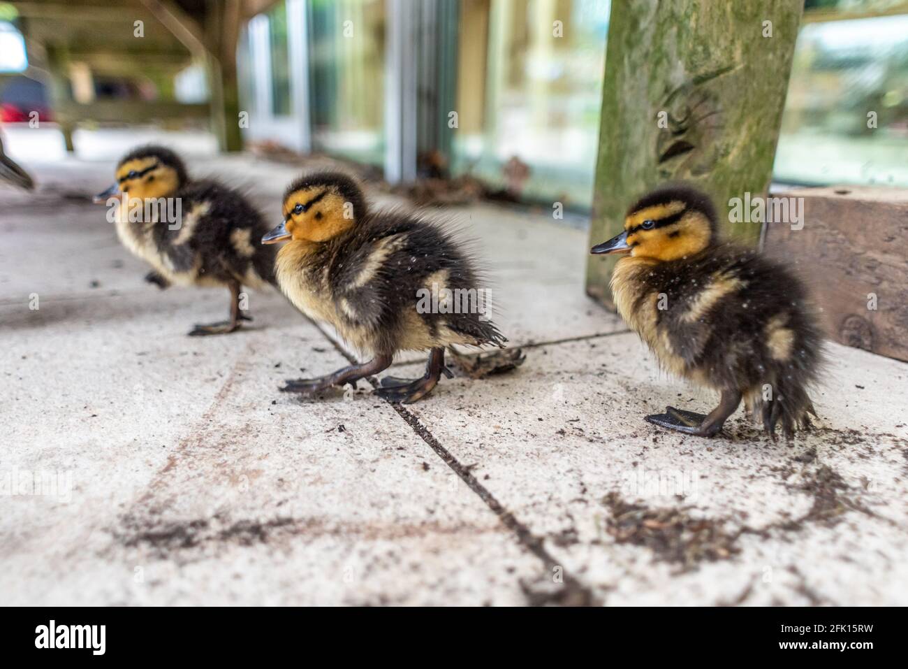 Alnwick, Northumberland, Royaume-Uni. 27 avril 2021. Ce matin, une mère canard et ses canetons ont cherché refuge au centre de l'usine de jardin d'Alnwick pendant une descente crédit: Andrew Hasson/Alay Live News Banque D'Images