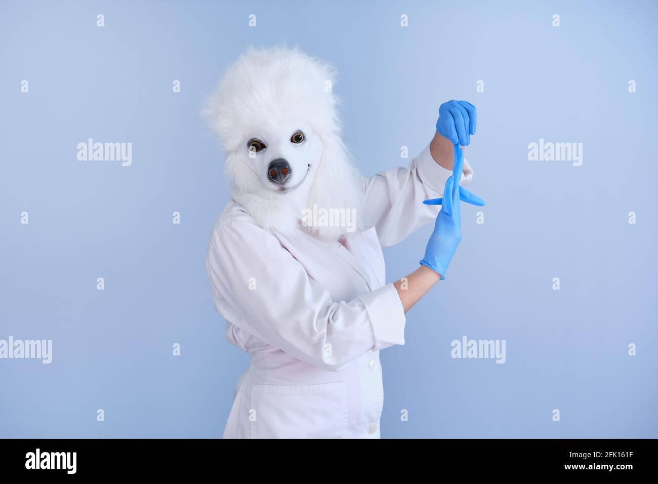 Jeune femme dans un masque de tête de chien en latex et un manteau blanc prenant des gants sur un fond bleu. Docteur médecine vétérinaire concepts. Banque D'Images