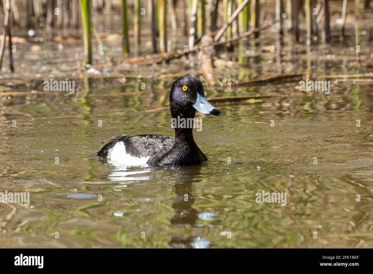 Canard touffeté (Aythya fuligula) mâle sur l'eau, Royaume-Uni Banque D'Images