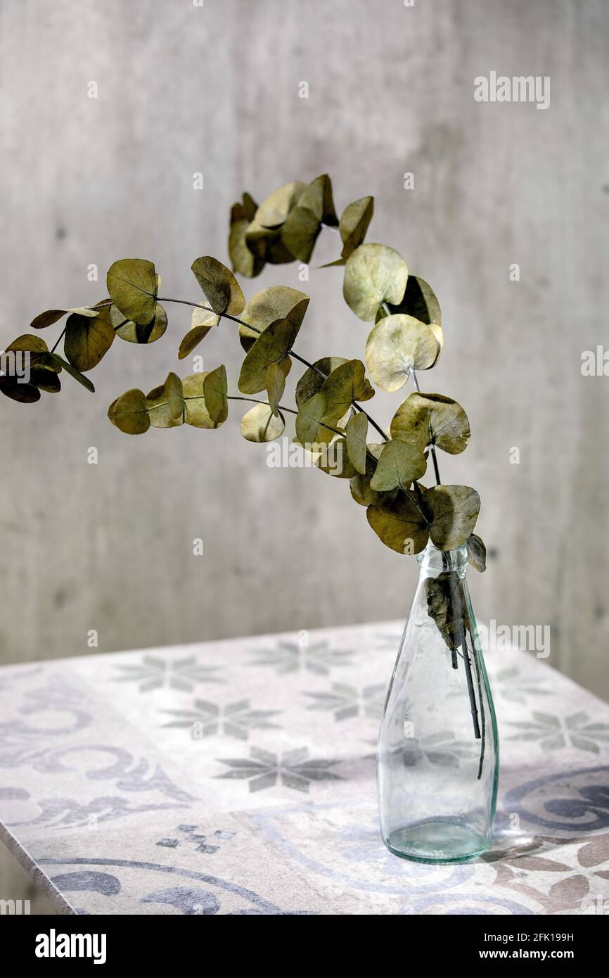 L'eucalyptus branche des feuilles rondes dans une bouteille en verre sur une table en céramique ornée. Lumière du soleil, ombres. Banque D'Images